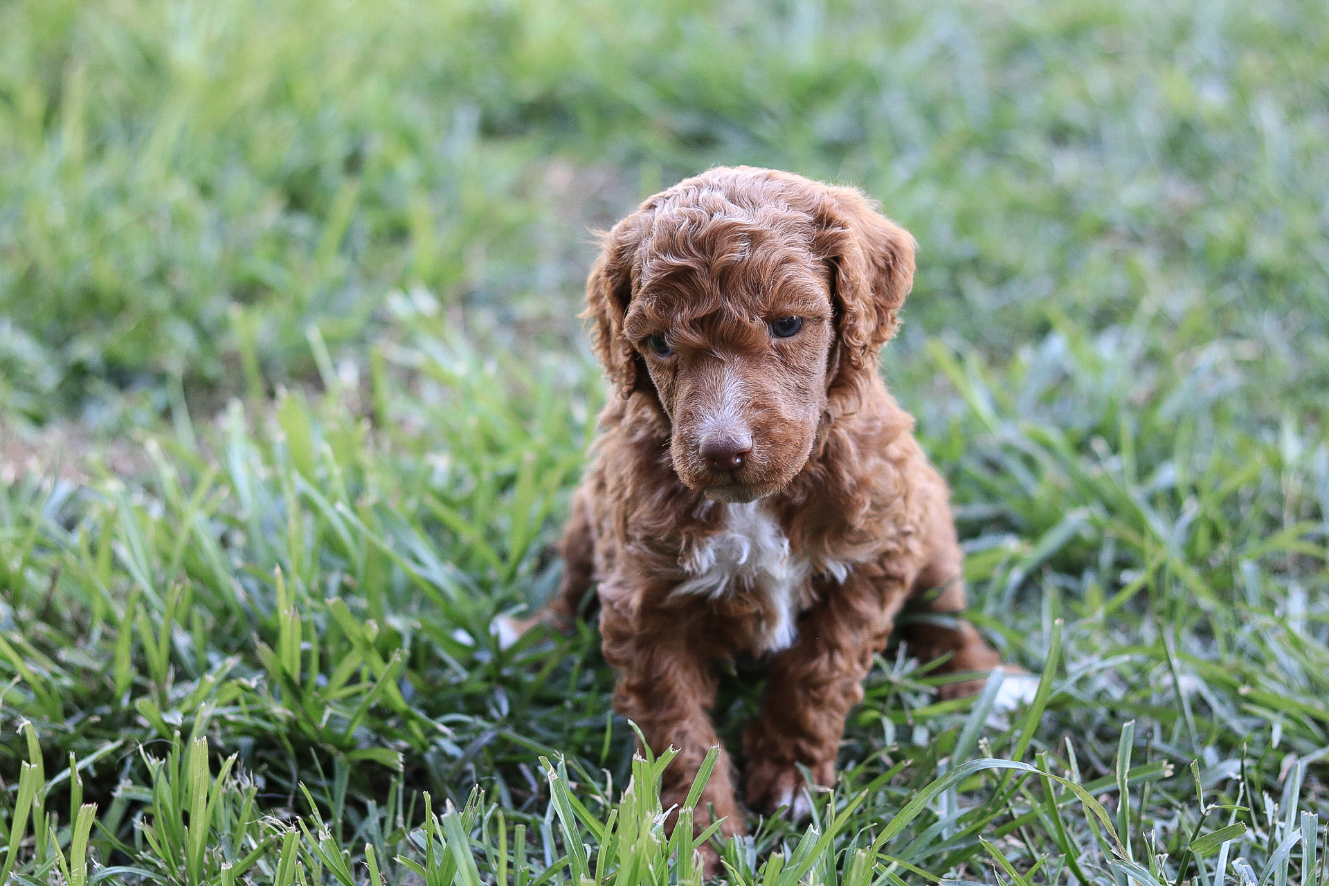 Goldendoodle Puppies For Sale Mini Goldendoodle Puppies For