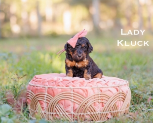 Lady Kluck-Female-$2800