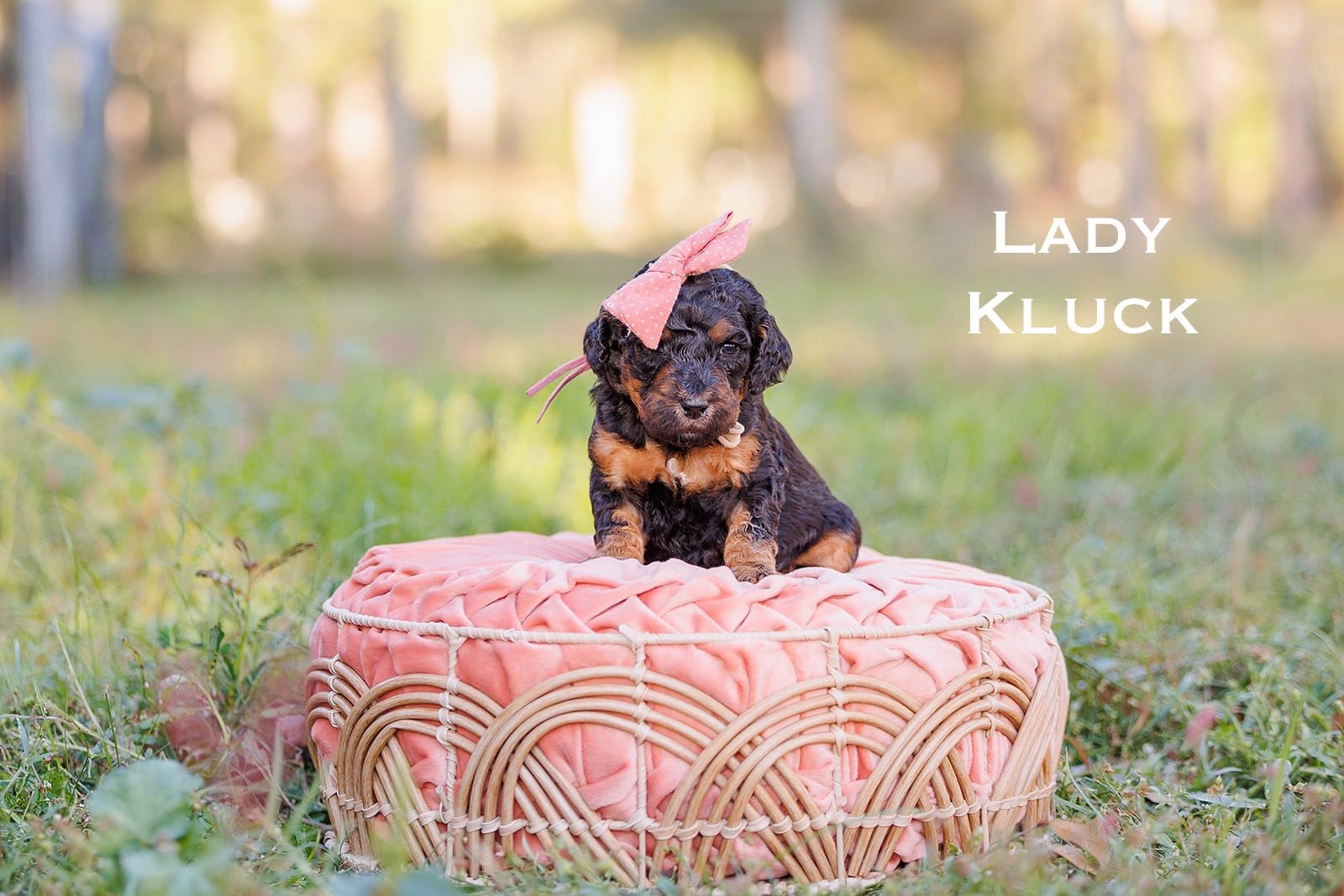 Lady Kluck-Female-$2800