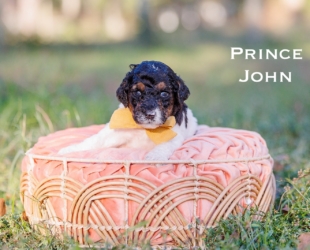 Prince John-Male-$2800