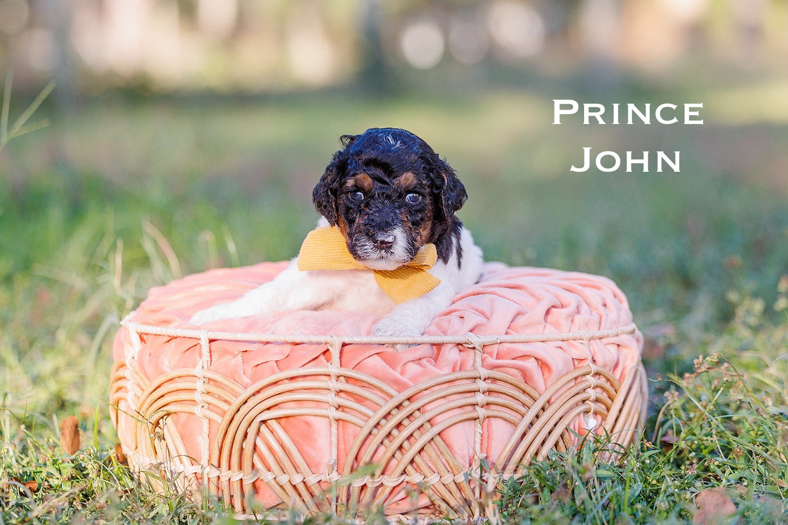 Prince John-Male-$2800