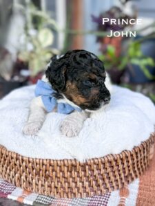 Phantom Parti Poodle puppy laying in basket