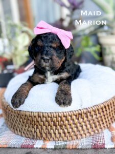 Black Phantom Poodle puppy laying on a pillow in a basket