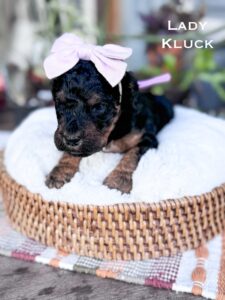 Black Phantom Poodle Puppy laying on a pillow in a basket