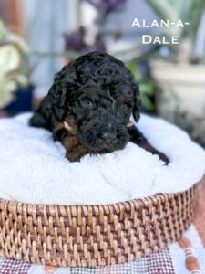 Black Phantom Poodle laying on a pillow in a basket